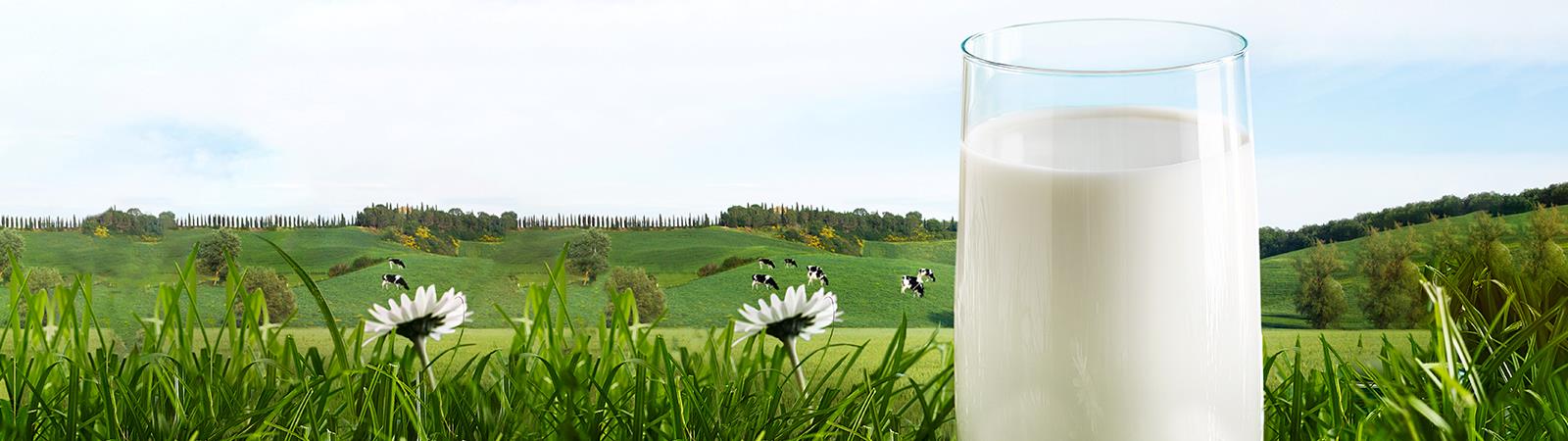 Real Milk 