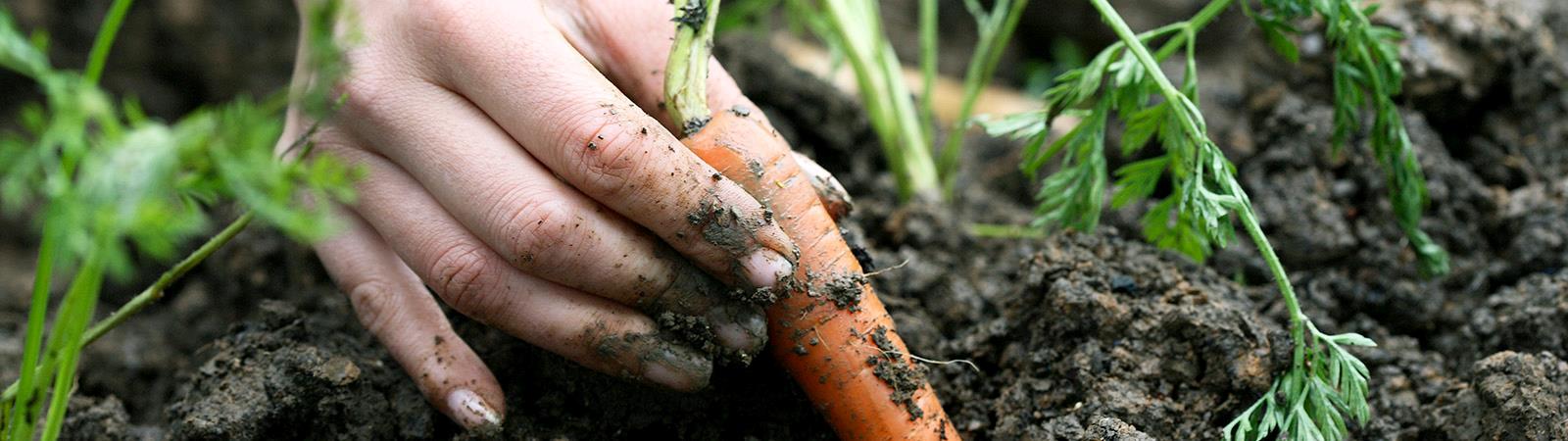 Do you know the benefits of eating organic? 