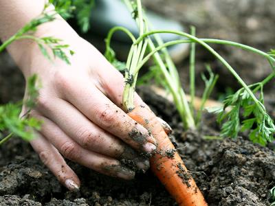Organic and its benefits 
